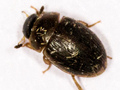 Cercyon lateralis